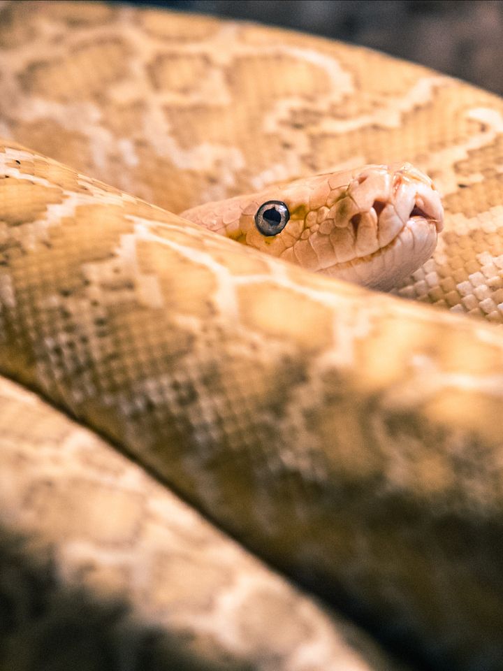 Hypo-Granite Burmese Python product image (1)