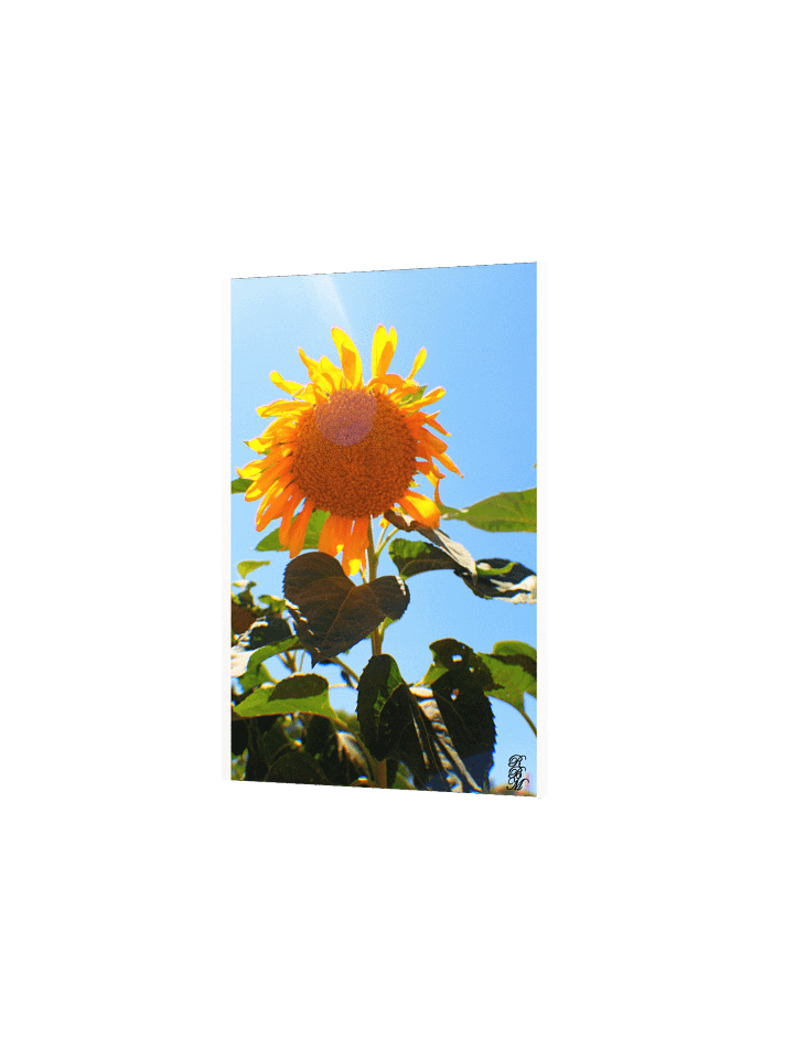 Sunflower in the Sun product image (10)