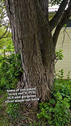 #michigantrees #silvermaple #honeylocust #decidioustrees #lovenature #treehugger