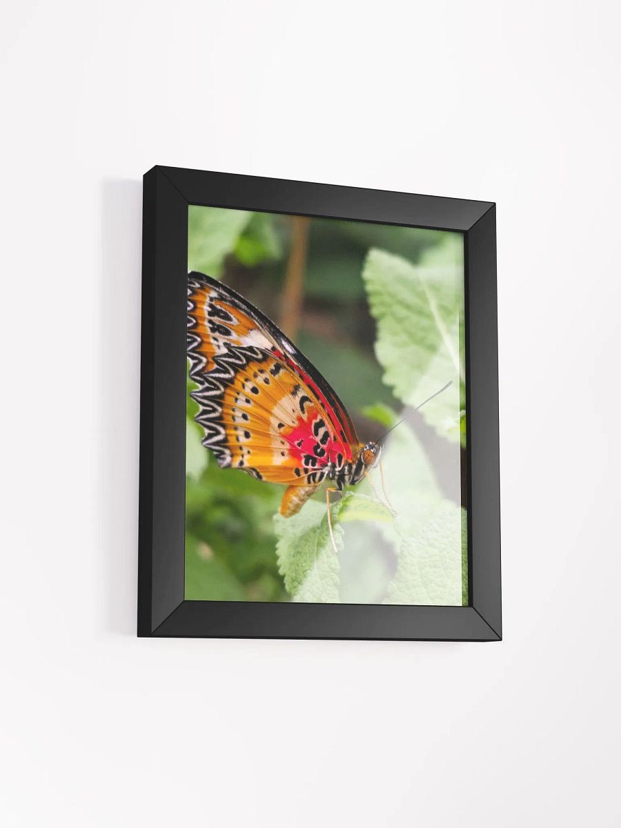 Lacewing Tropical Butterfly Matte Poster product image (3)