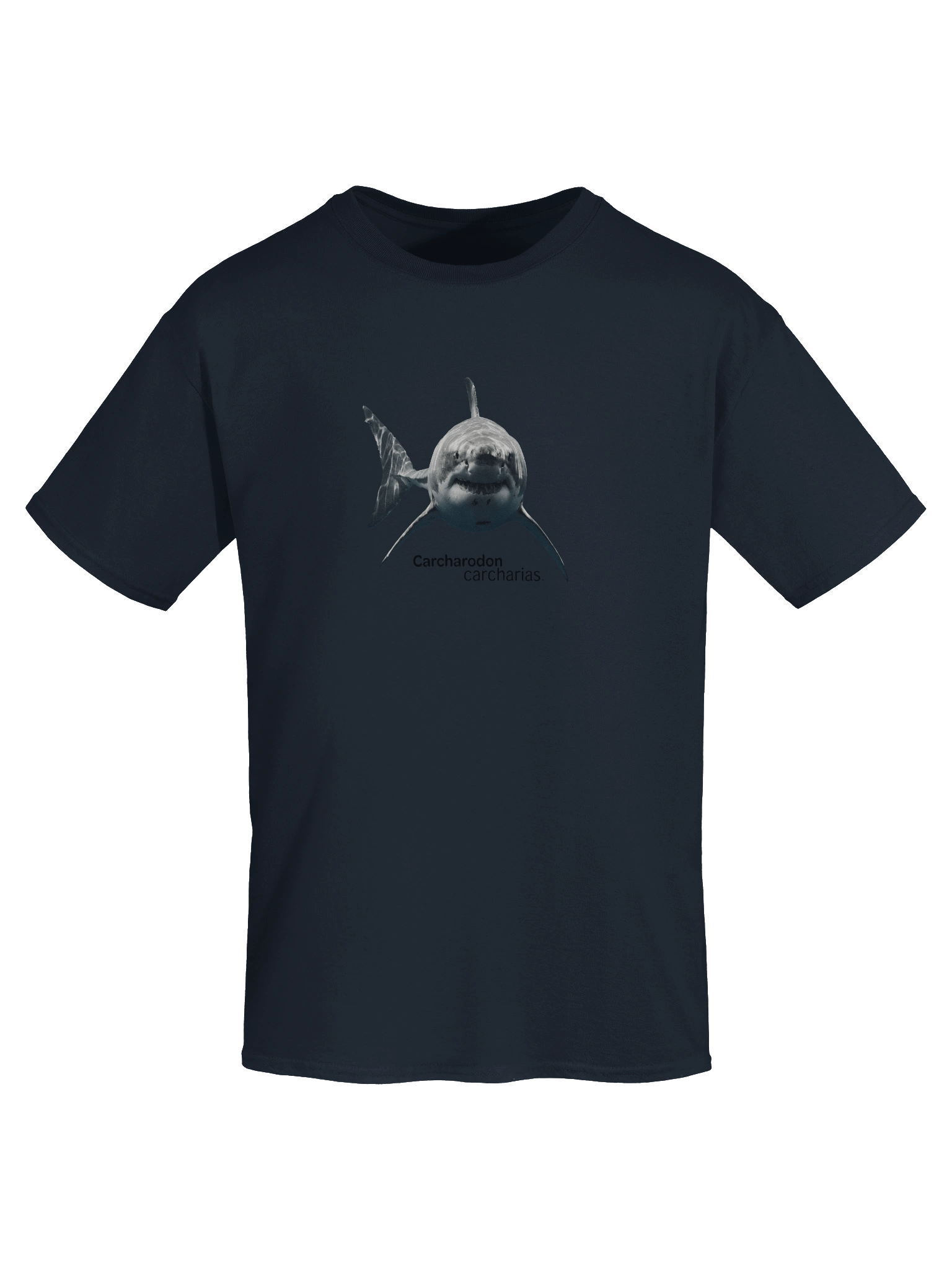 Carcharodon carcharias product image (7)