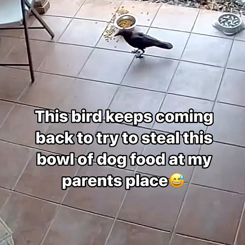 Why this bird wants to take the whole dang bowl, I have no idea😂. They are quite persistent. #bird #birds #birdsofinstagram #...
