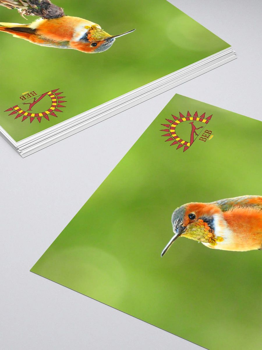 Bright-Eyed Birding Sticker (Allen's Hummingbird) product image (4)