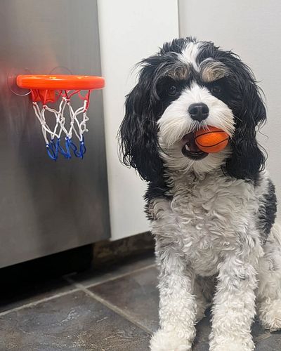 Se preparando para jogar na NBA 🏀🐕