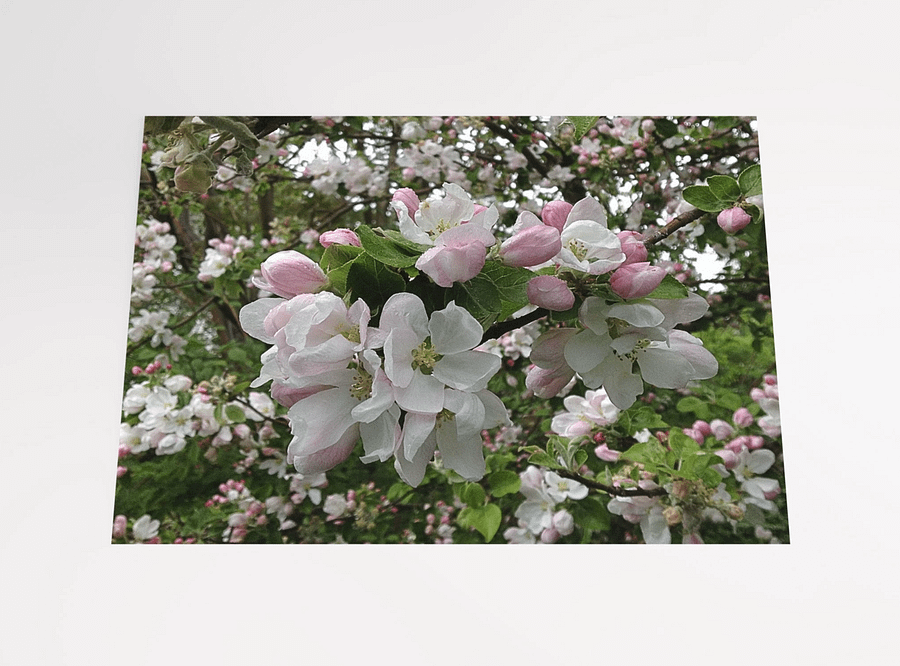Apple Blossoms in White and Pink product image (2)
