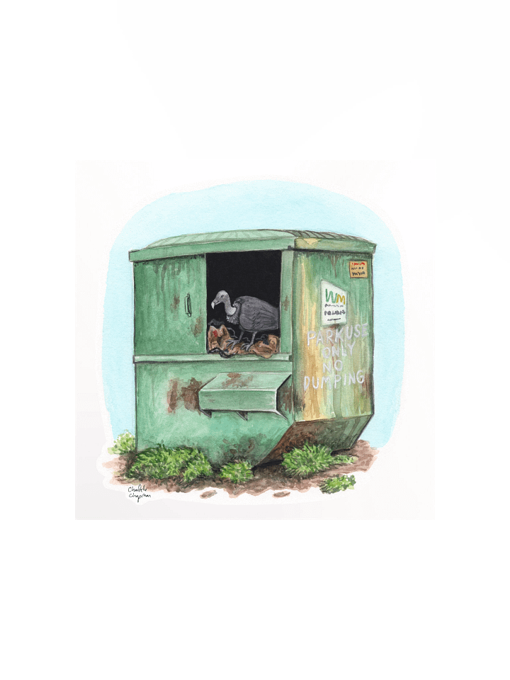 Dumpster Diving (Black Vulture) - Art Print product image (2)