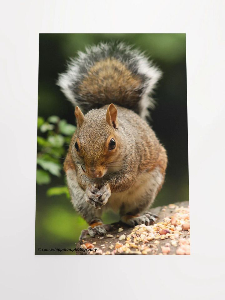 Squirrel Prints product image (2)