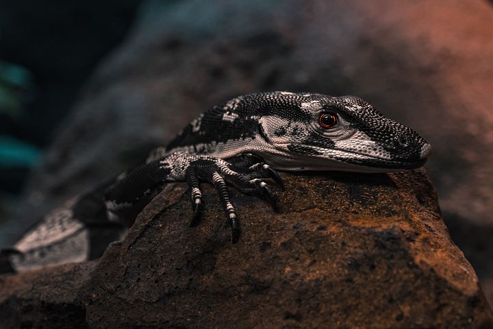 Baby Bell's Phase Lace Monitor #4 product image (1)