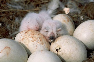 Hatchling