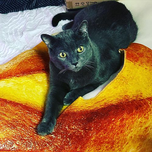 Just a loaf being a loaf on a loaf 🍞 

#catsofinstagram #russianblue #catbread #greycat #catsofinstagram #petsematary #catlif...