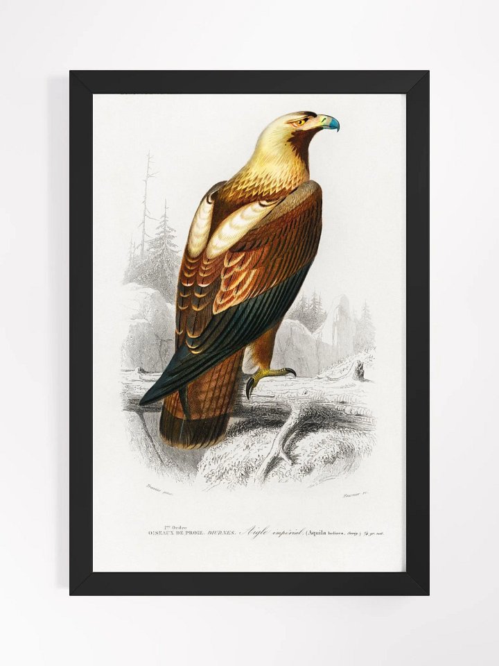 Eastern imperial eagle product image (1)