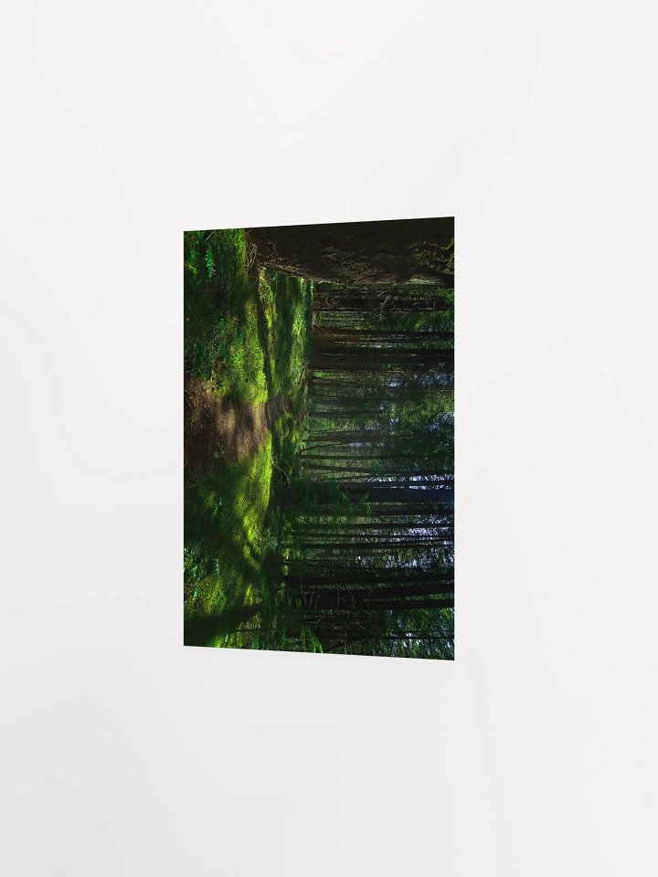Lower Dungeness Trail Timber sun lighting Matte Poster product image (2)