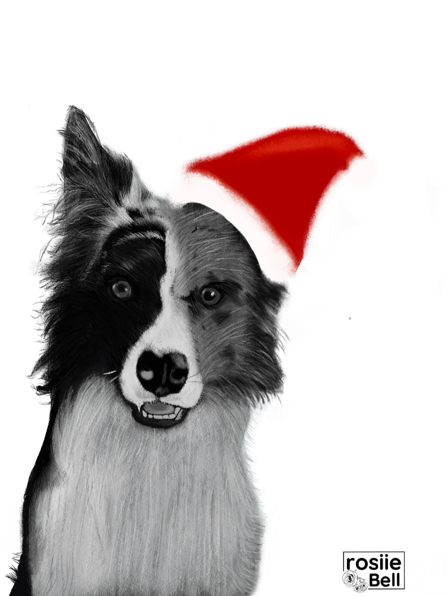 Border Collie Christmas product image (3)