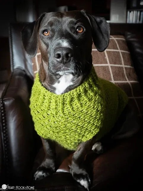 Dandy Dog Sweater Crochet Pattern product image (1)