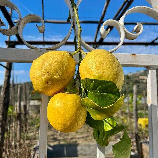 Lemon Love