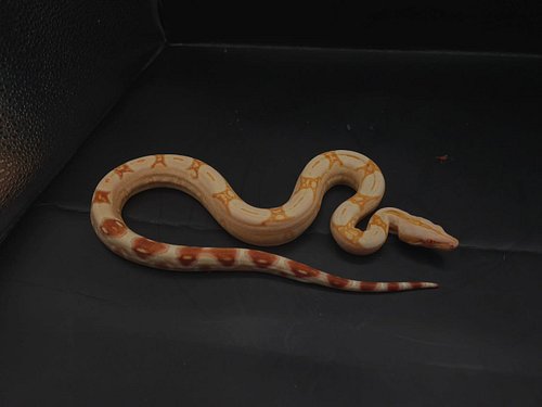 Just normal phone pictures, European red pastel sharp albino 21.8% Guyana BCC 

#Boas #BoaSnakes #BoaLover #boaconstrictor #b...