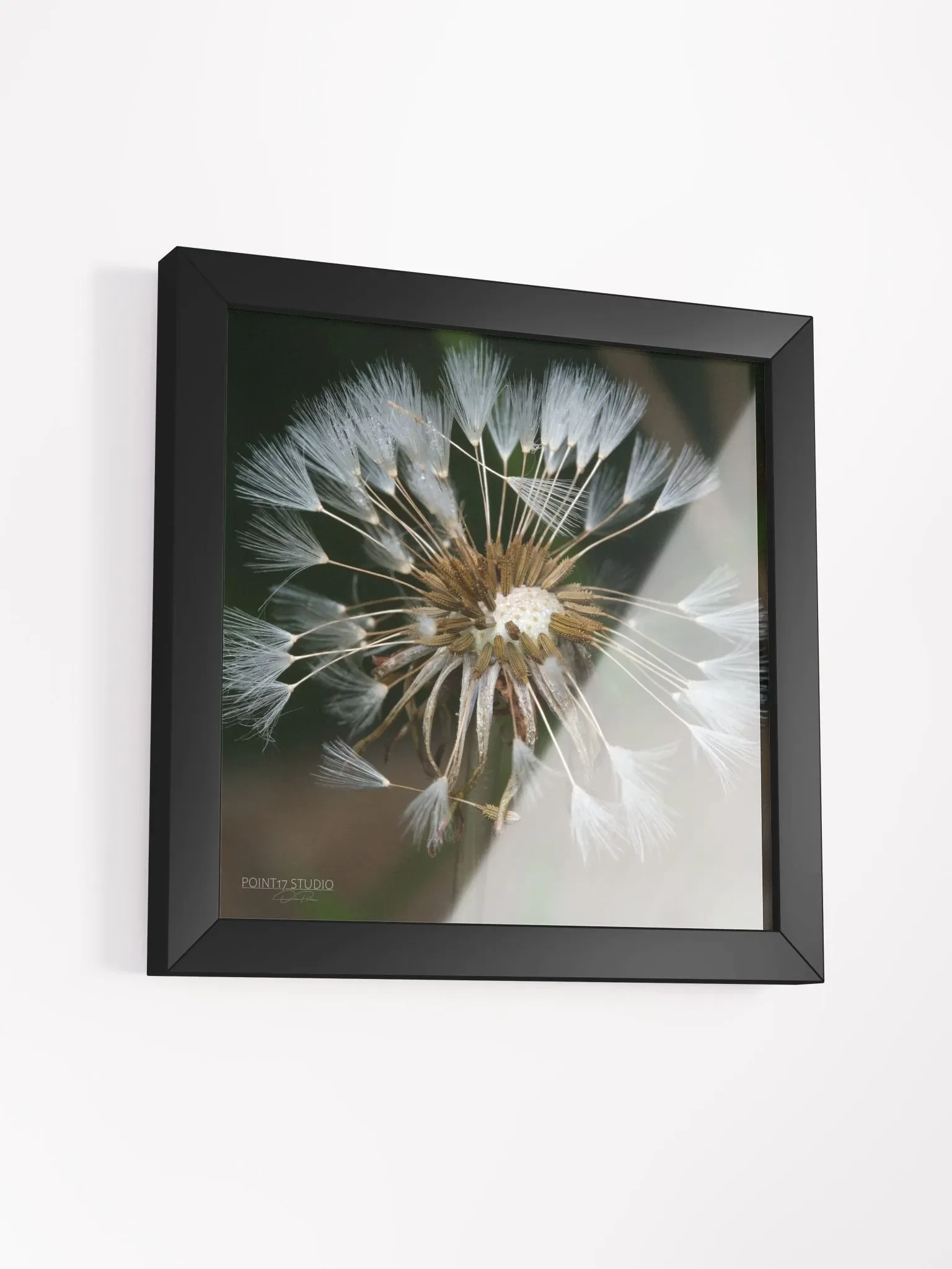 Dandelion #7 - Framed Print product image (27)
