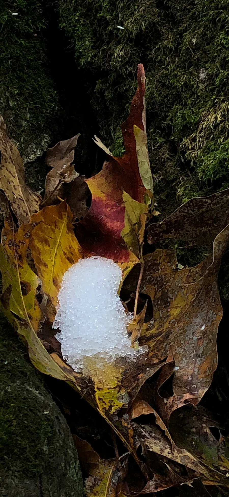 Leaf and Snow Phone Background product image (1)