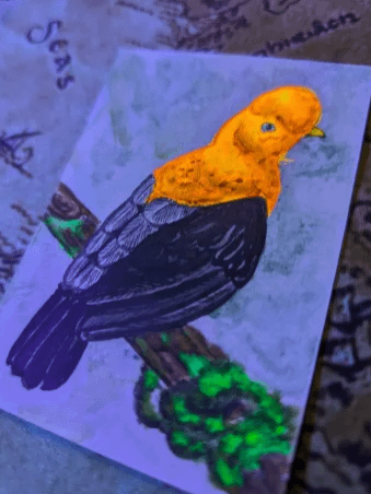 ATC: Cock of the Rock product image (3)