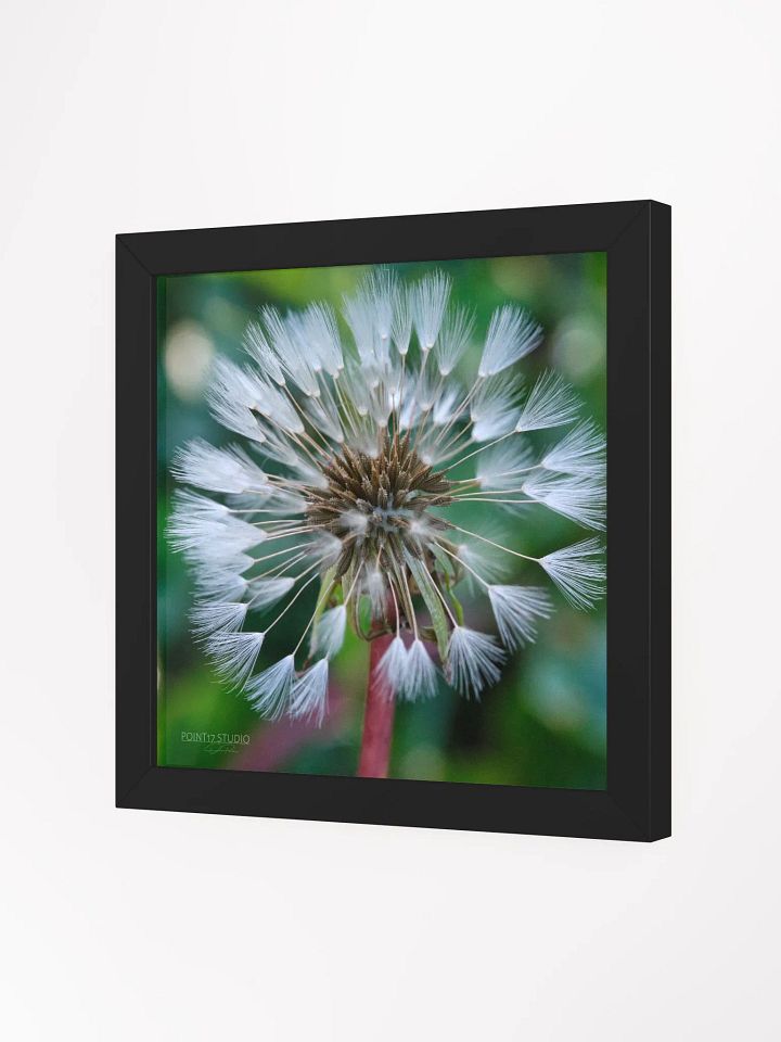 Dandelion #1 - Framed Print product image (26)