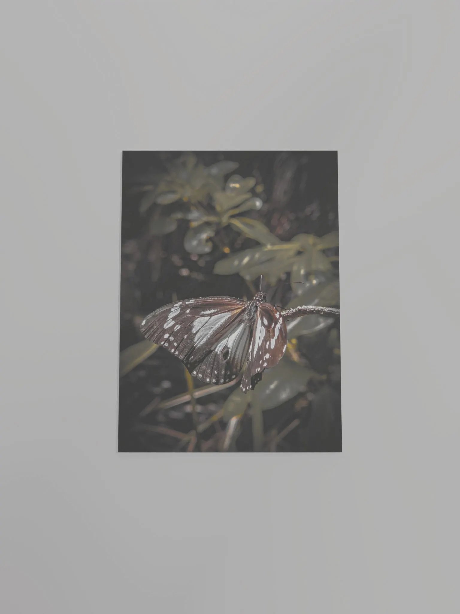 Butterfly product image (23)