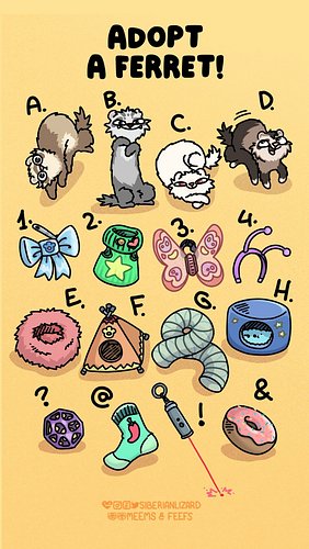 I know you ferret parents, you can never stop at just one, or even two. So why not get another one?
#ferretlife #funnyanimals...