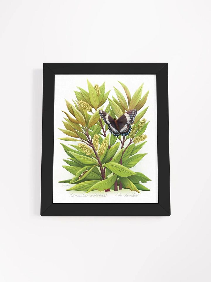 White Admiral Butterfly product image (9)