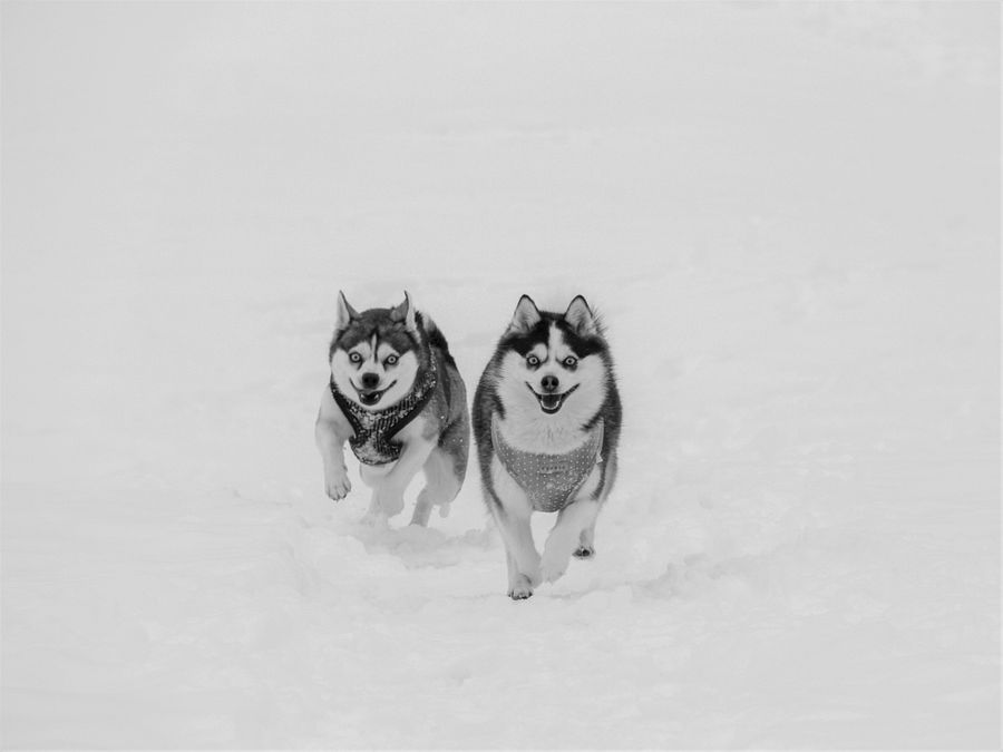 Klee Kai brother and sister running on the snow - B&W product image (6)