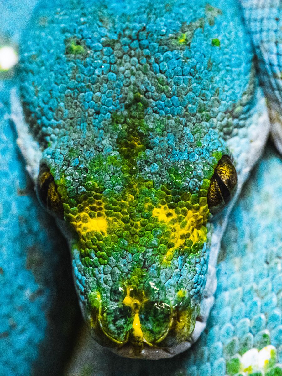 Blue, Green Tree Python product image (1)