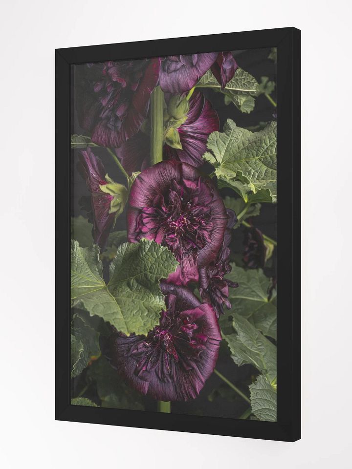 Darkest Hollyhock product image (2)