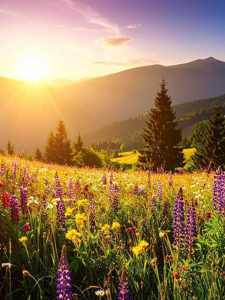 Wildflower Symphony product image (1)