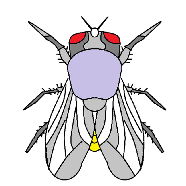 House fly