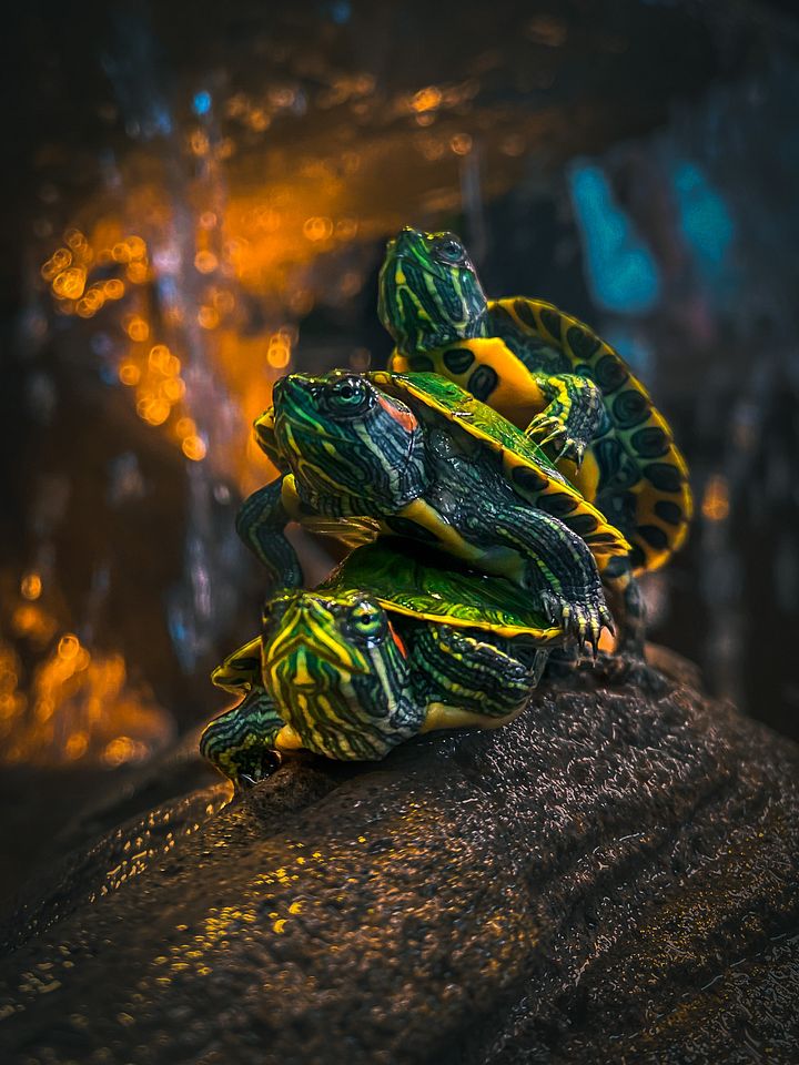Baby Red-Eared Sliders product image (1)