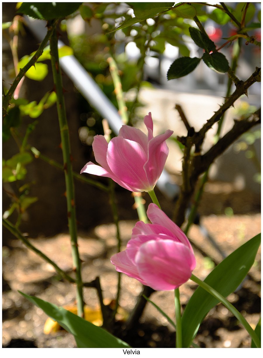 Fujify [Canon] Lightroom Profiles product image (10)