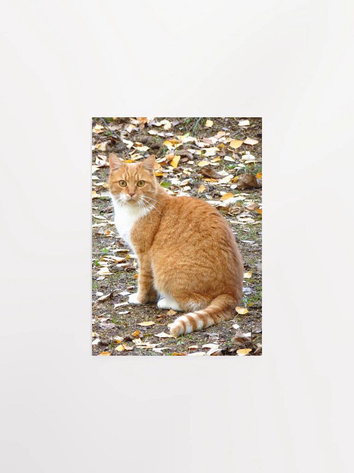 The domestic cat - Enhanced Matte Paper Poster product image (1)
