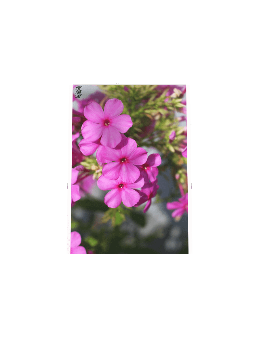 Little Pink Flowers product image (17)