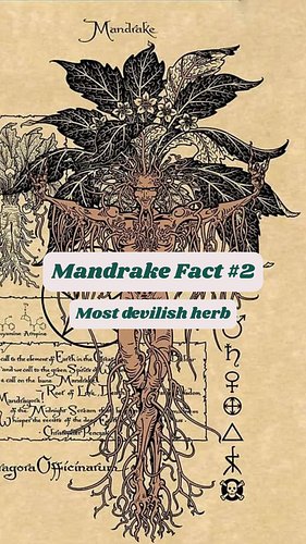 This fact gets crazy, fair warning🧹🧙‍♀️🧙

#plantpodcast #plantschoolpodcast #plantschool #plantpod #mandrake #planthistory #h...