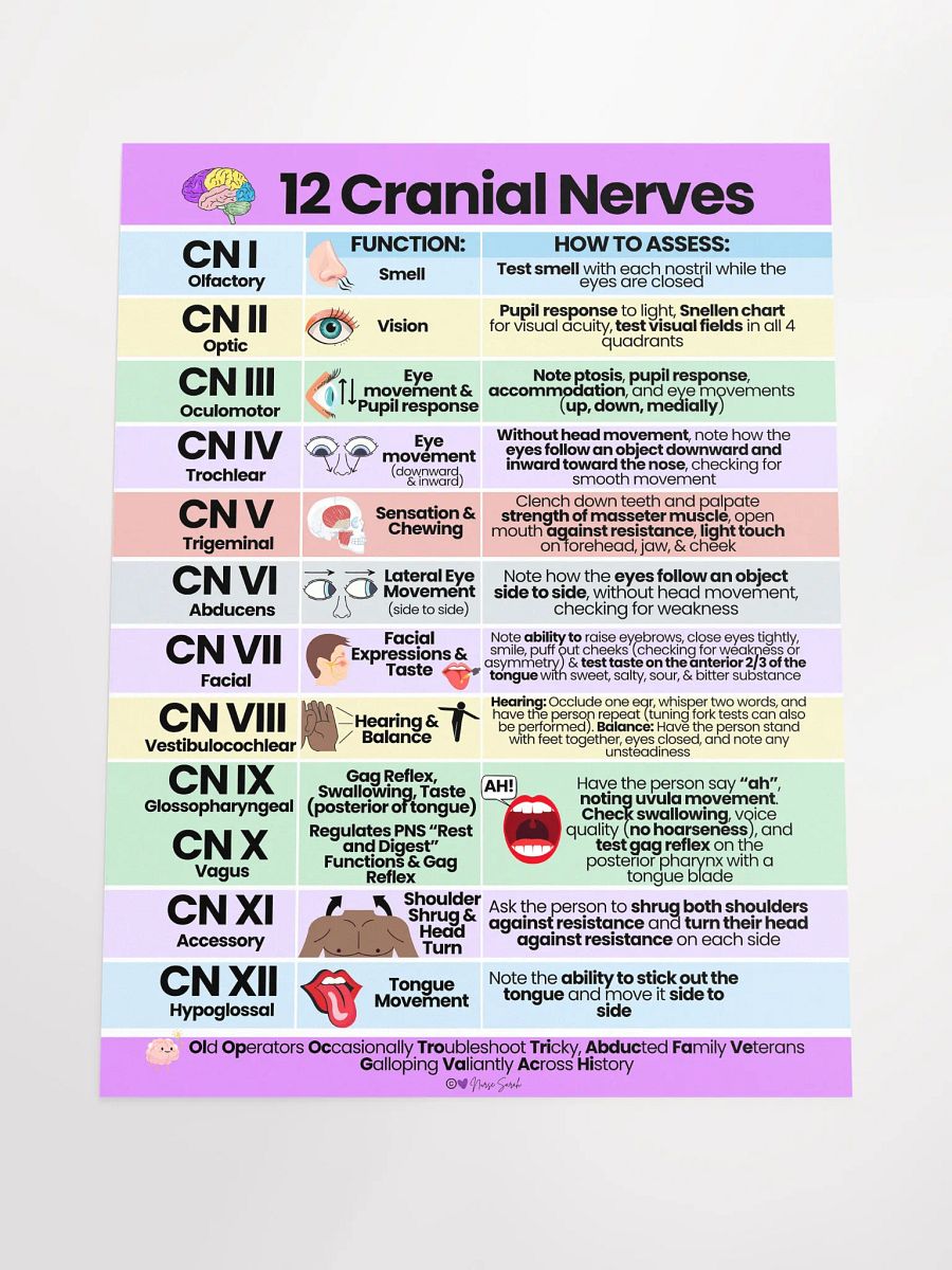 12 Cranial Nerves: Their Function and How to Assess Wall Poster product image (4)