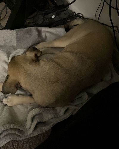 Should I get her a bed for under my desk?