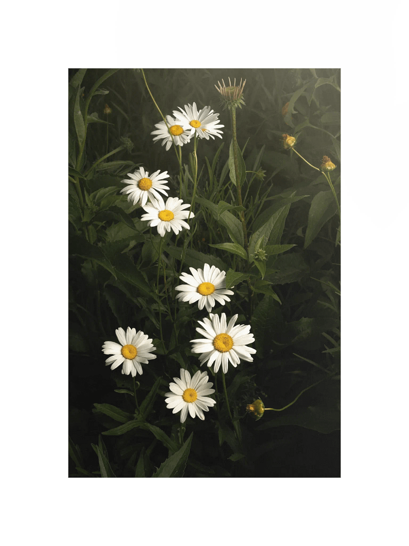 Cascading White Daisies