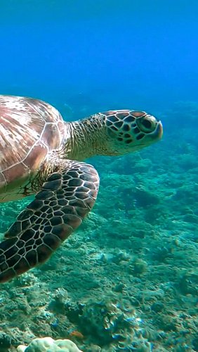 🐢 Ever wondered how sea turtles navigate the ocean? They actually use the Earth’s magnetic fields like a built-in GPS! 🌏
Dive...