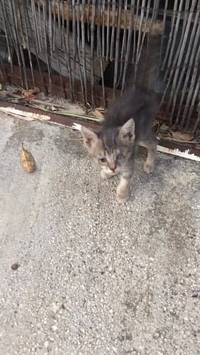 CATkada “The streets of paradise”
Episode 1 “SUZY”
🌍catkada.com
#catkada #lefkada #vasiliki #nydri #catrescue