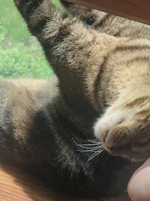 banjo being a cutie  #Cats #fyp 