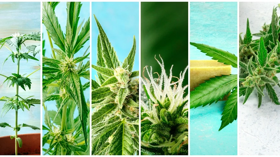 naturalfeelzhemp.com