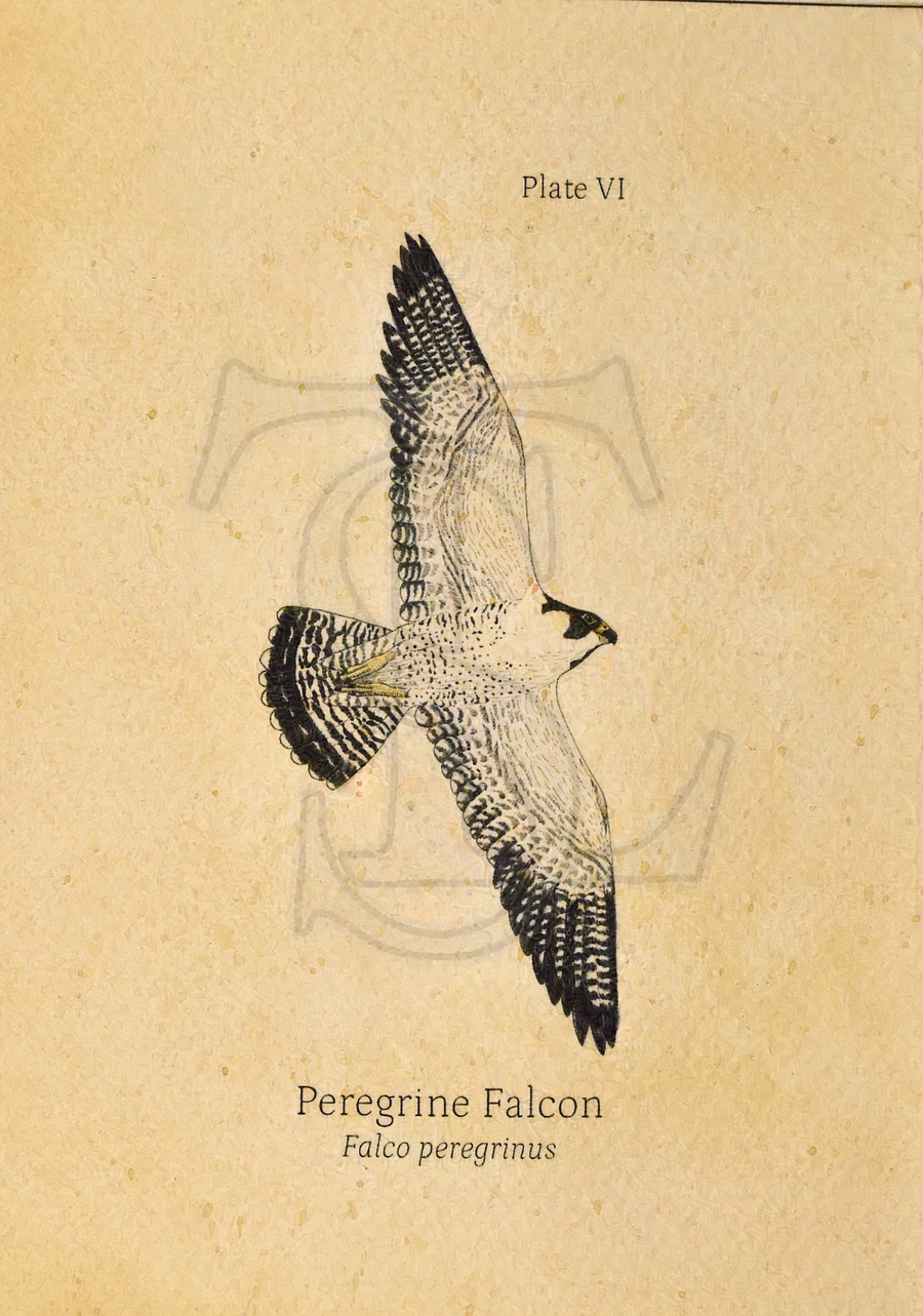 Peregrine Falcon in Flight Giclée print (hand watercolored) product image (1)