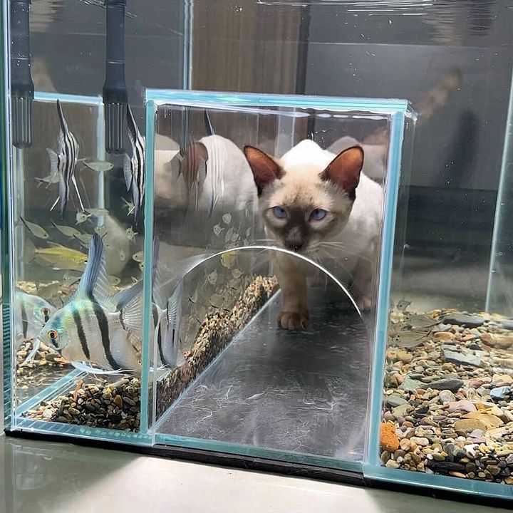 Internal Tunnel Cat Aquarium product image (1)
