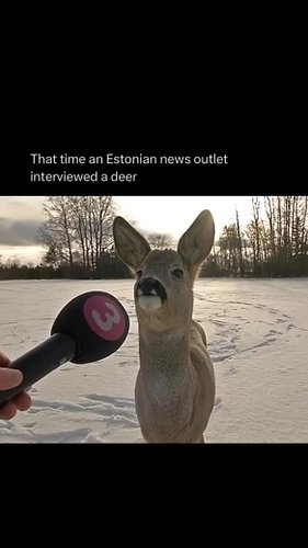 In 2017, an Estonian news outlet interviewed a deer that wandered into someone’s backyard.
The homeowner and his dog ended up...