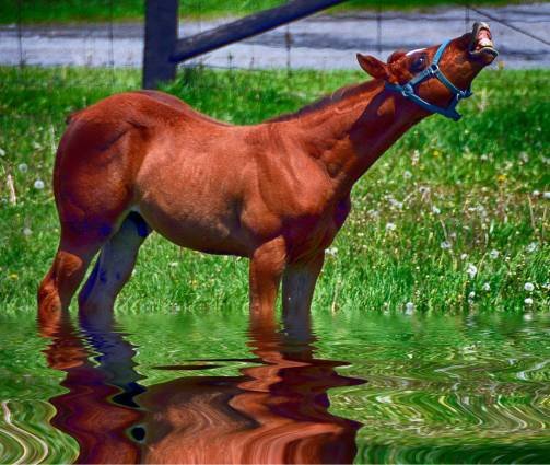 Baby Horse product image (1)