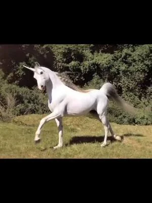 #music #art #video #nature #horse @Lussycpm ❤️ my girl ❤️