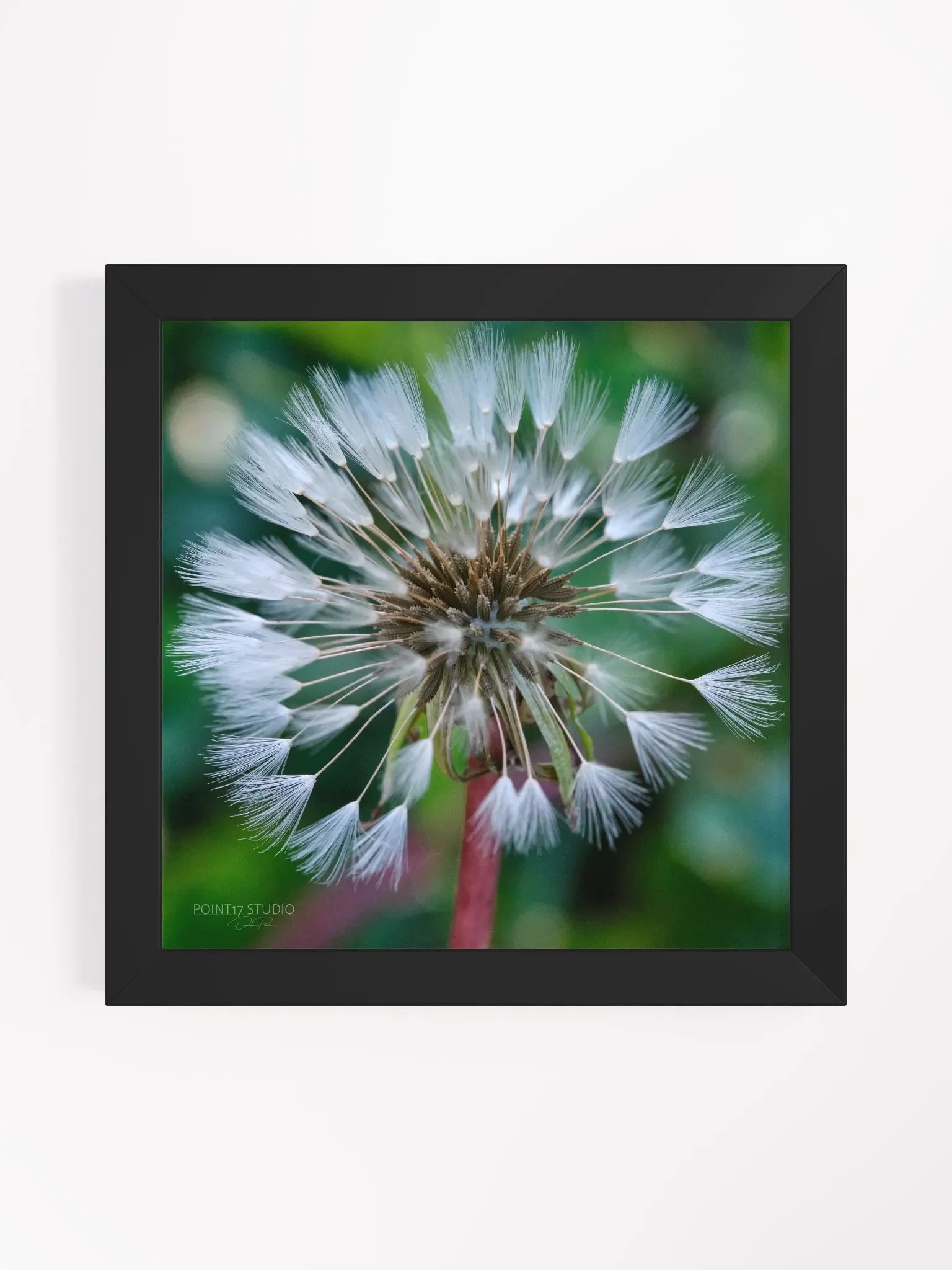 Dandelion #1 - Framed Print product image (25)